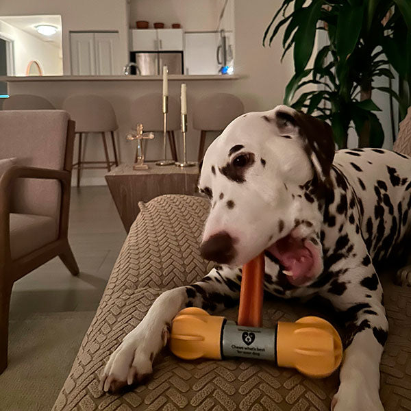 Safe Dog Chew Holder