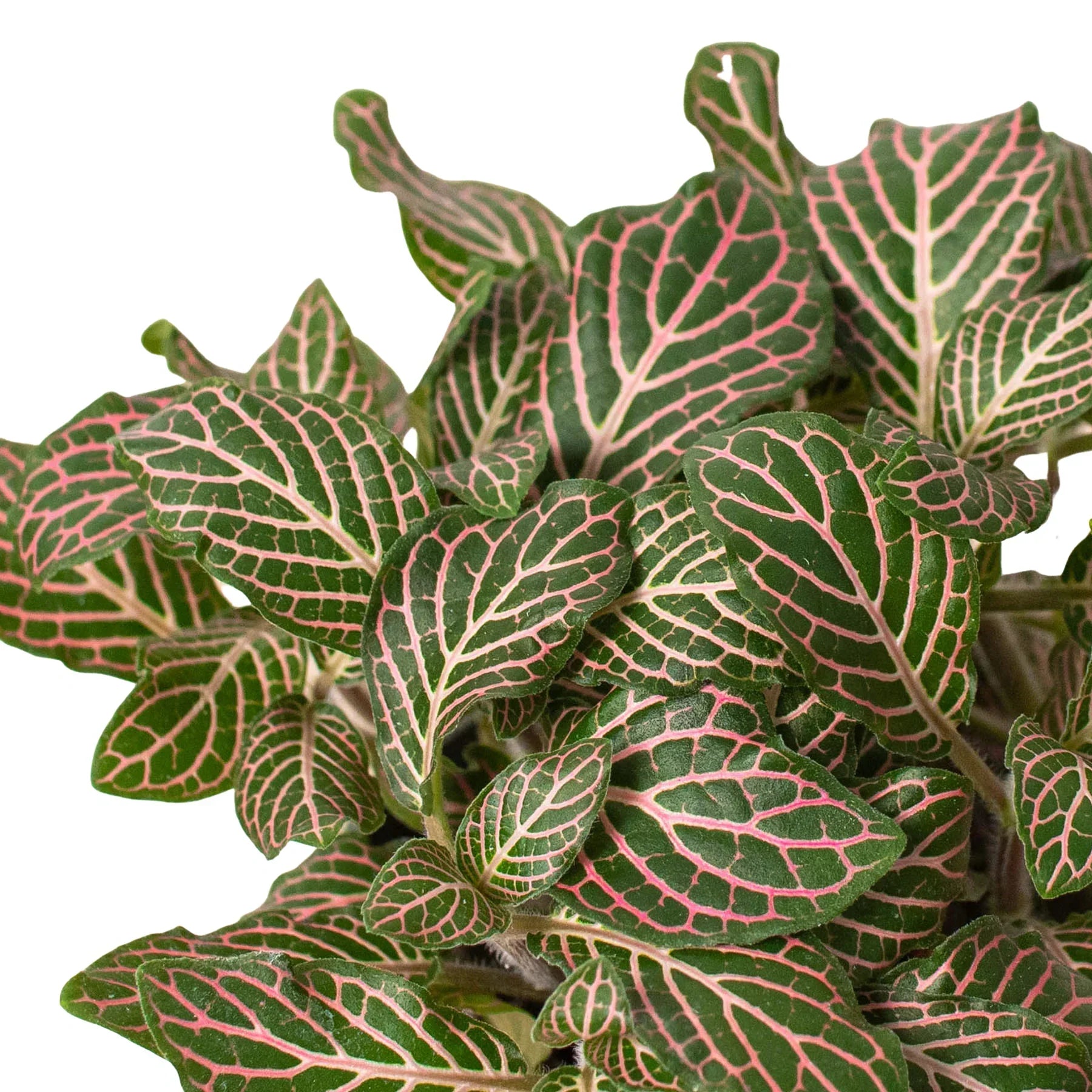 Fittonia 'Pink' Live Potted Plant for Bright Indirect Sunlinght