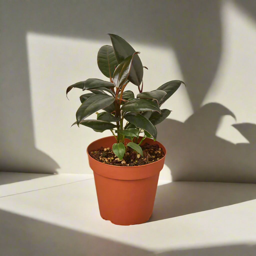 Potted plant with green leaves in a terracotta pot on a white background