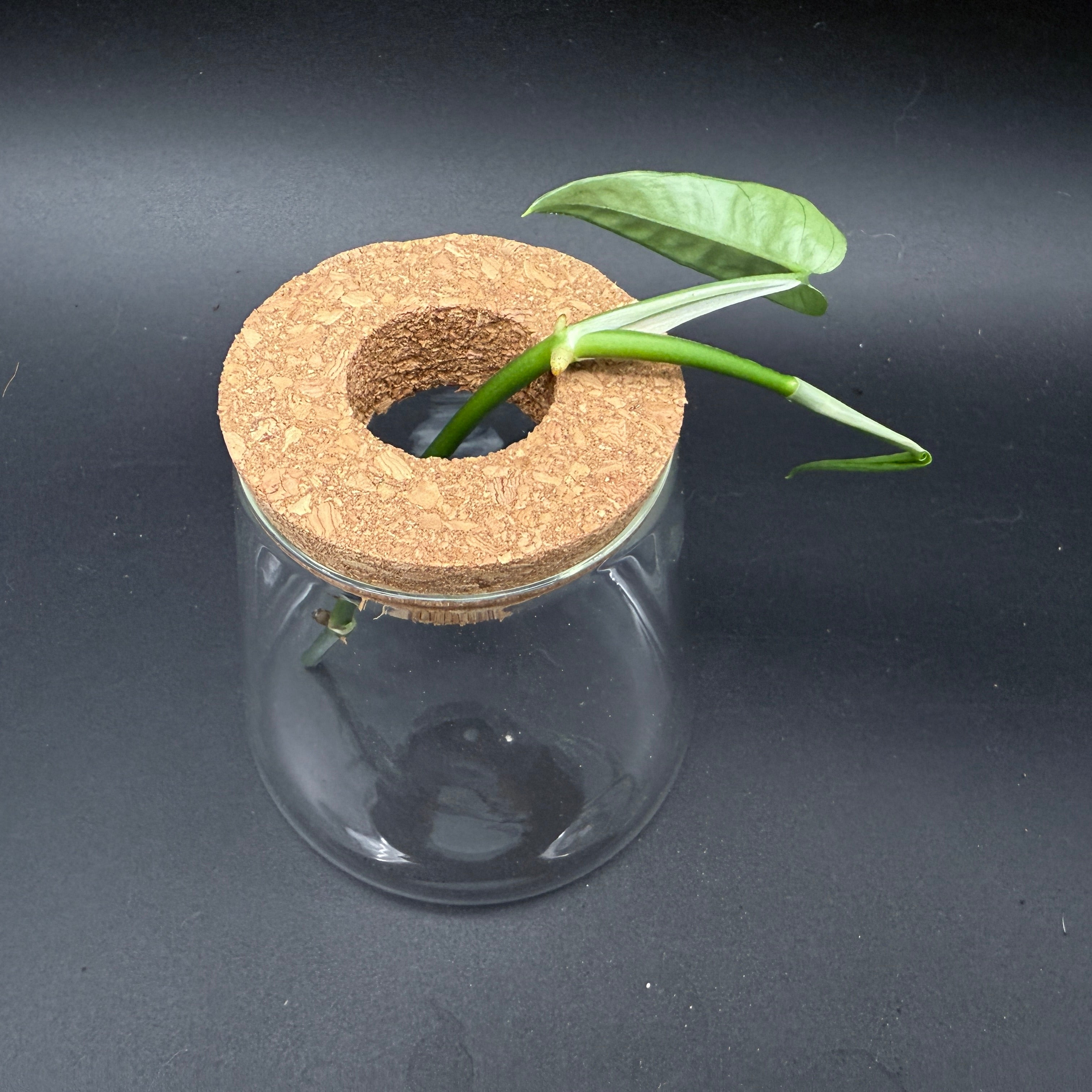 Glass Cultivation Planter with Cork Top