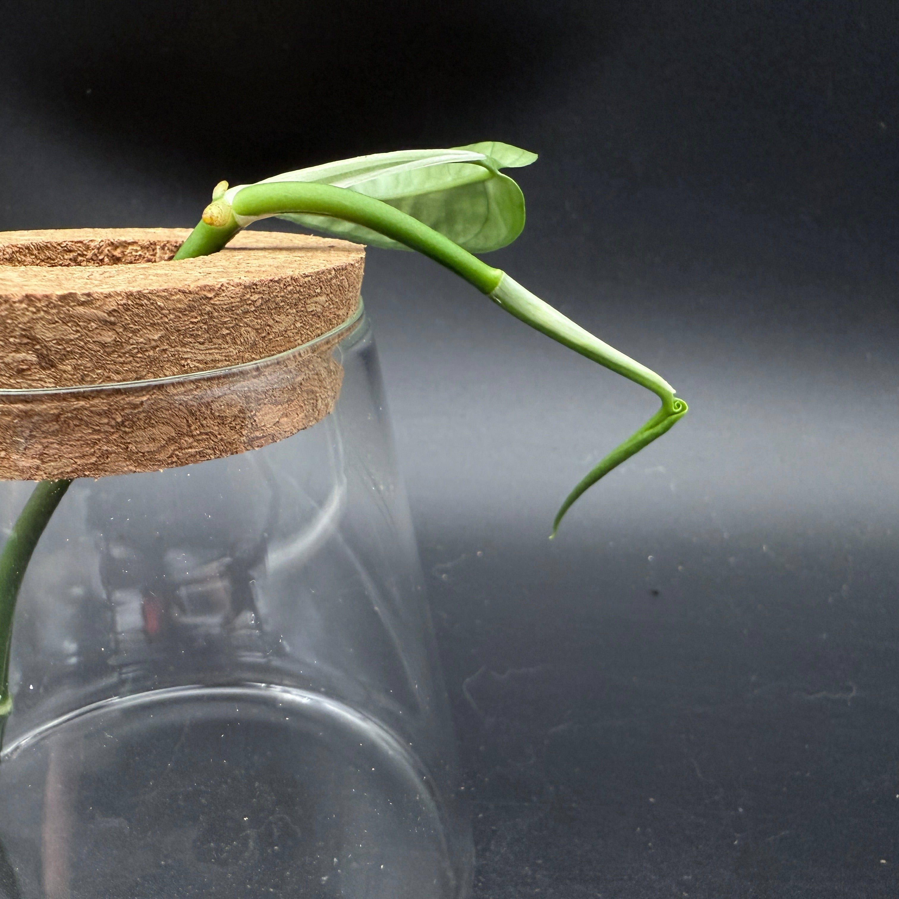 Glass Cultivation Planter with Cork Top