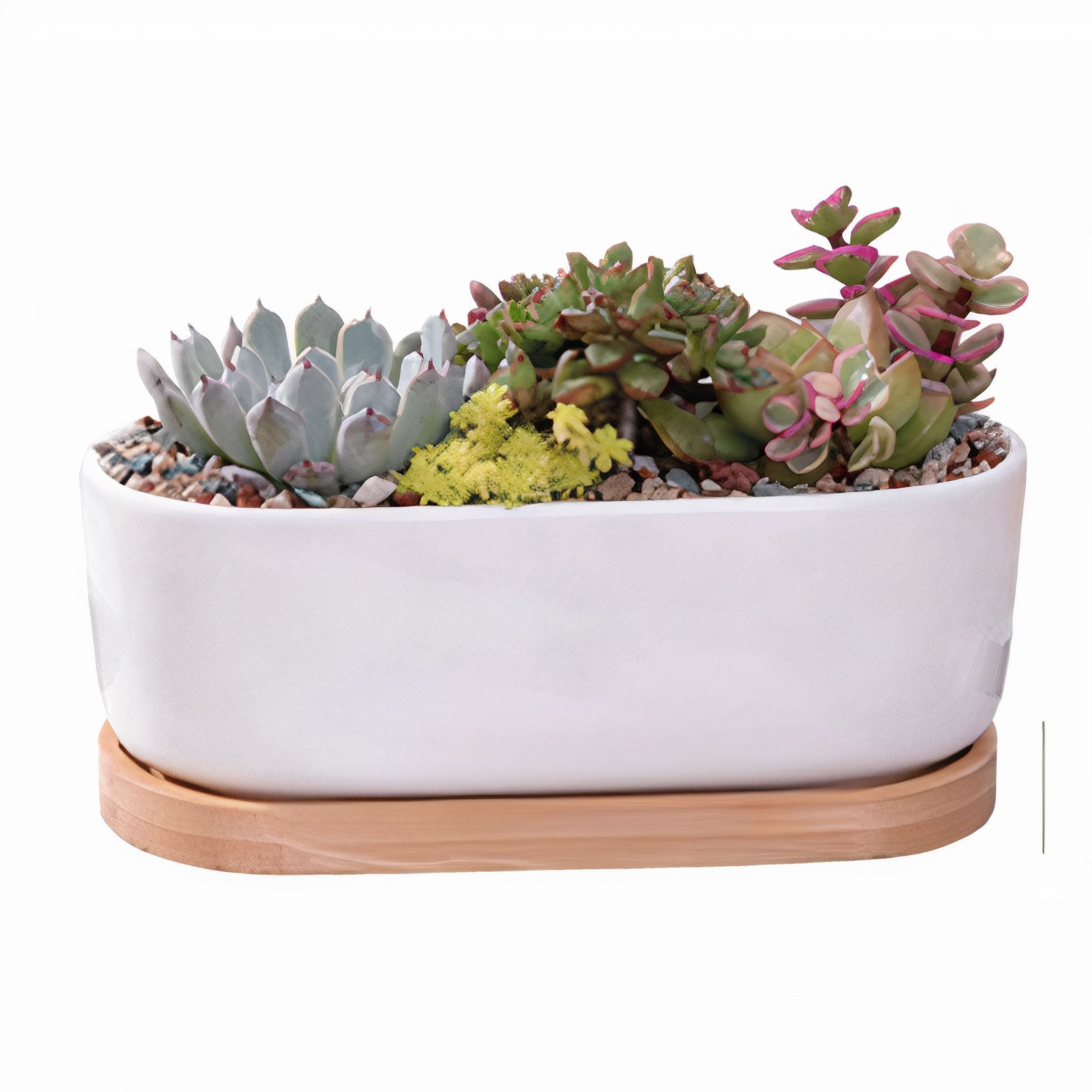 Succulent Planter -Elongated-3