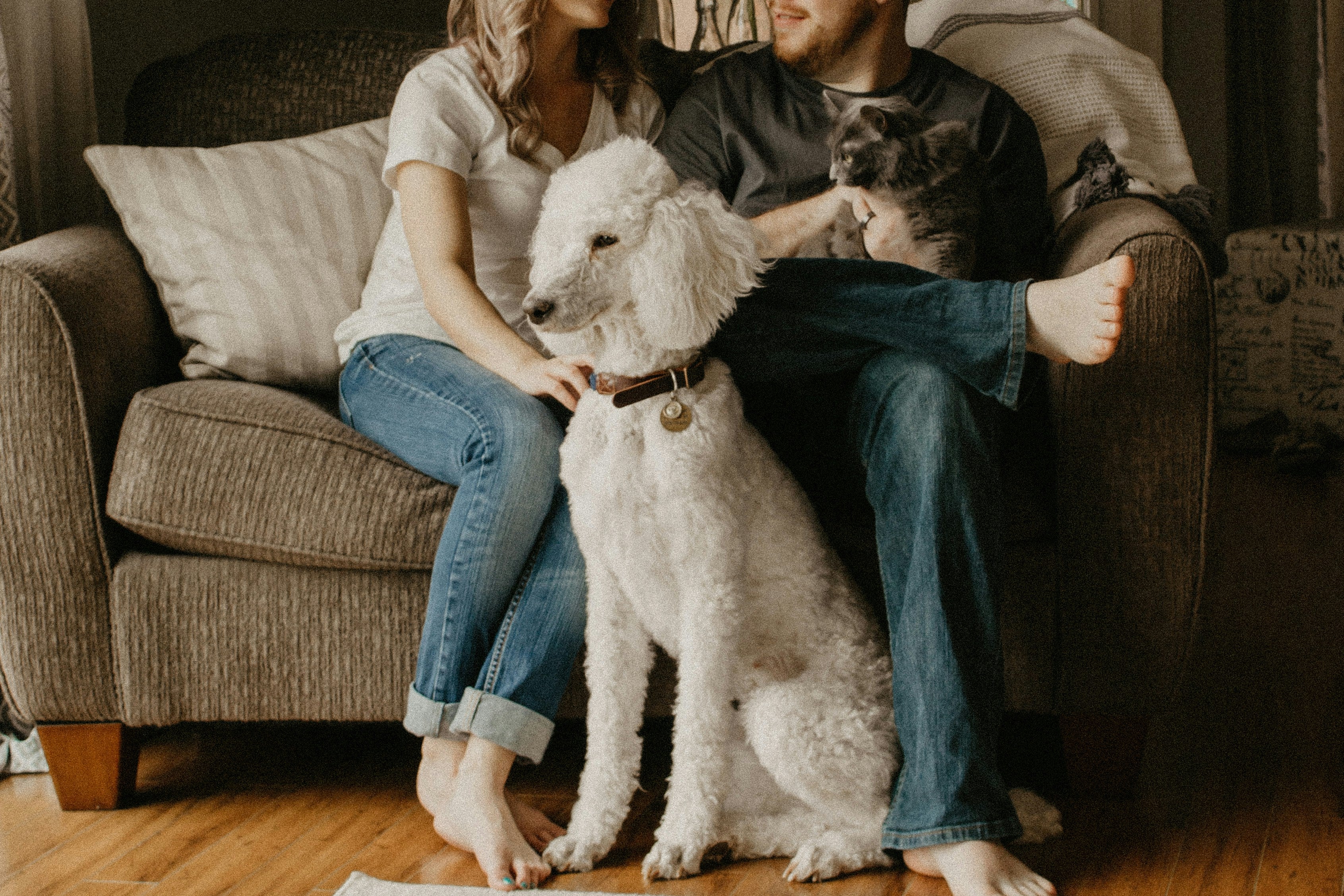 Dog Collars, Leashes + Harnesses