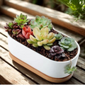 Elongated Ceramic Succulent Planter