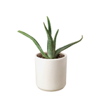 The SUCCULENT Aloe Vera House Plant