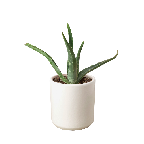 The SUCCULENT Aloe Vera House Plant