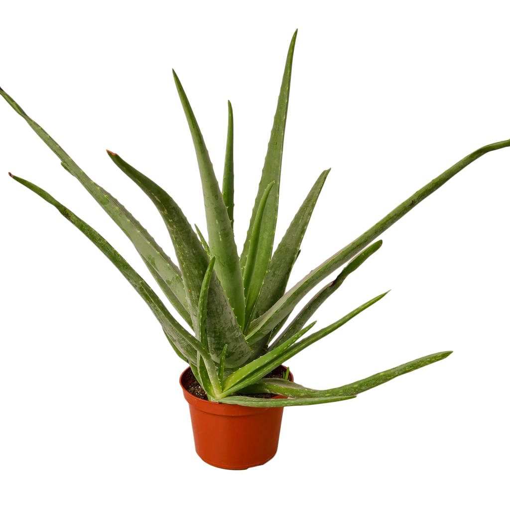 The SUCCULENT Aloe Vera House Plant