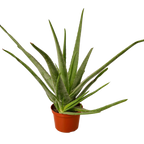 The SUCCULENT Aloe Vera House Plant