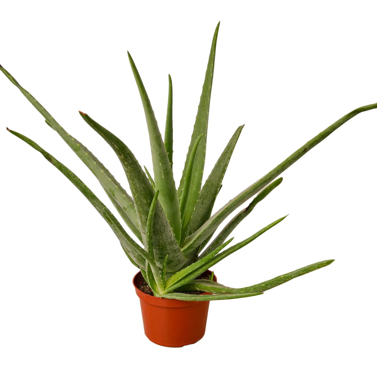 The SUCCULENT Aloe Vera House Plant