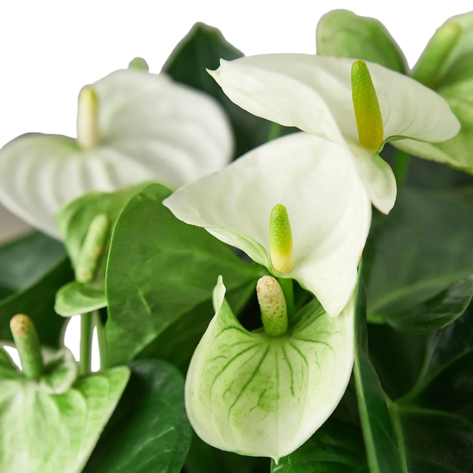 Anthurium 'White' Tropical Plant