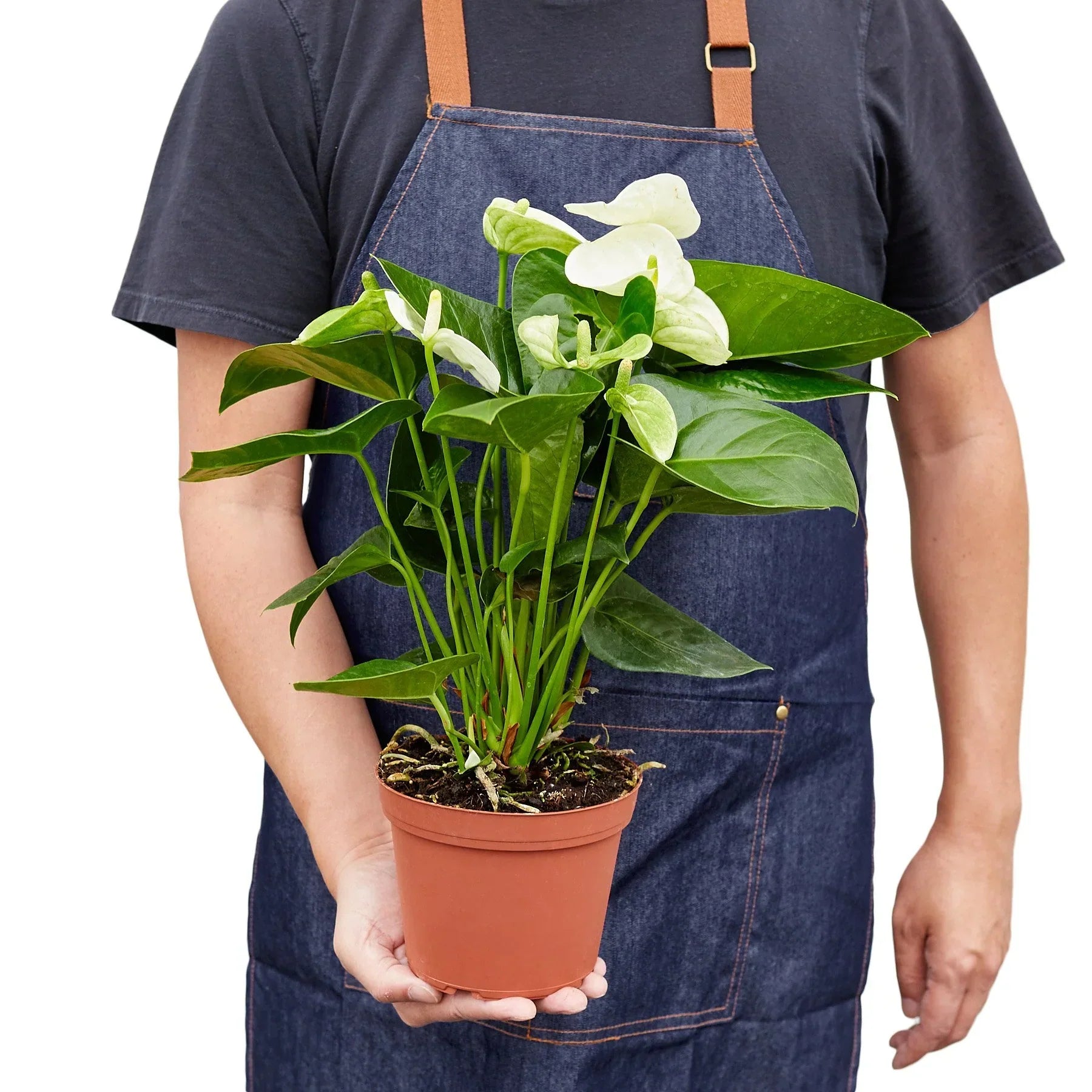 Anthurium 'White' Tropical Plant
