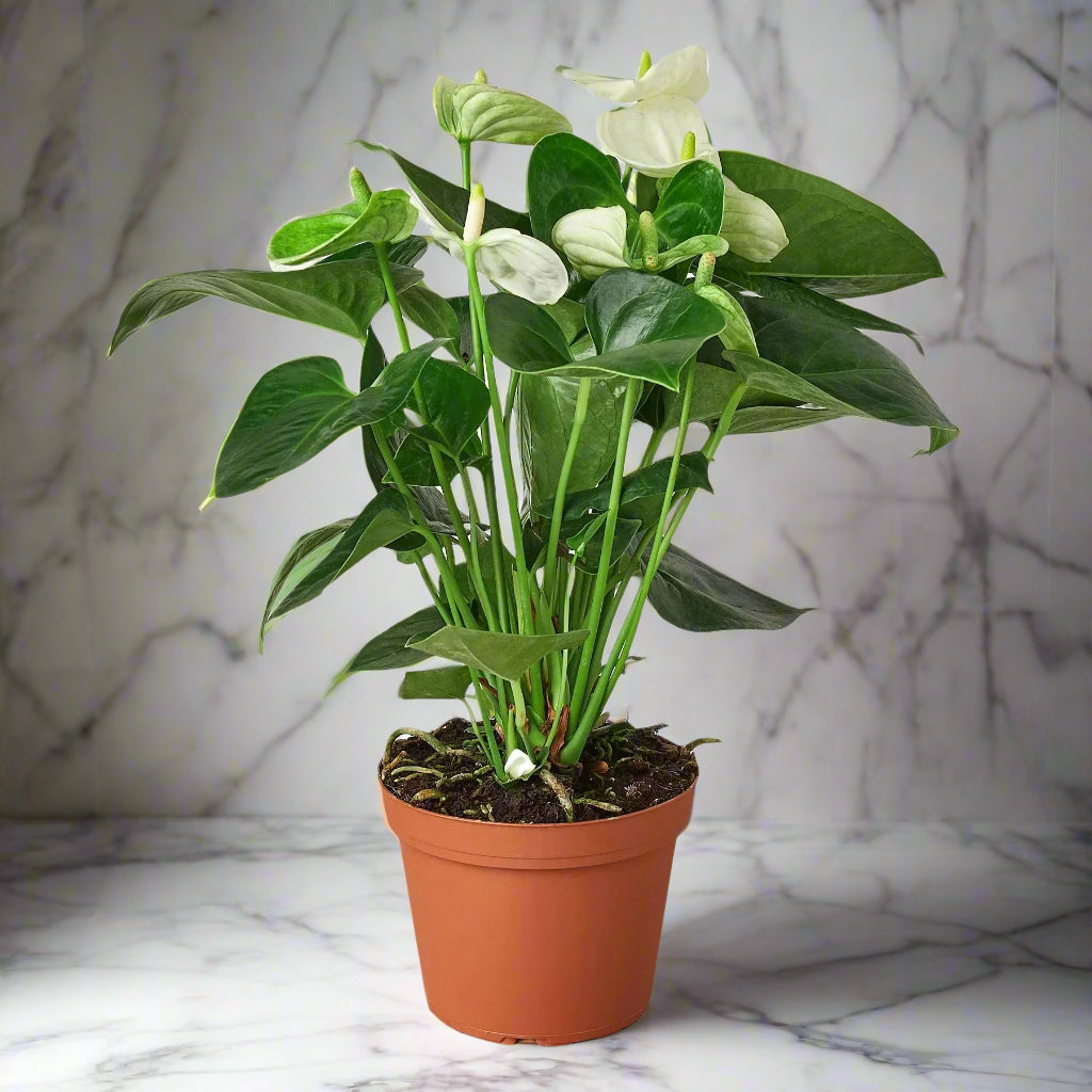 Potted plant with white flowers and green leaves on a white background