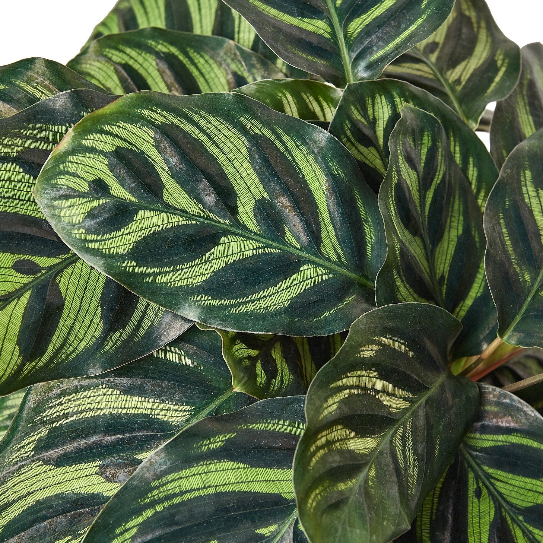 Calathea 'Makoyana' Plant