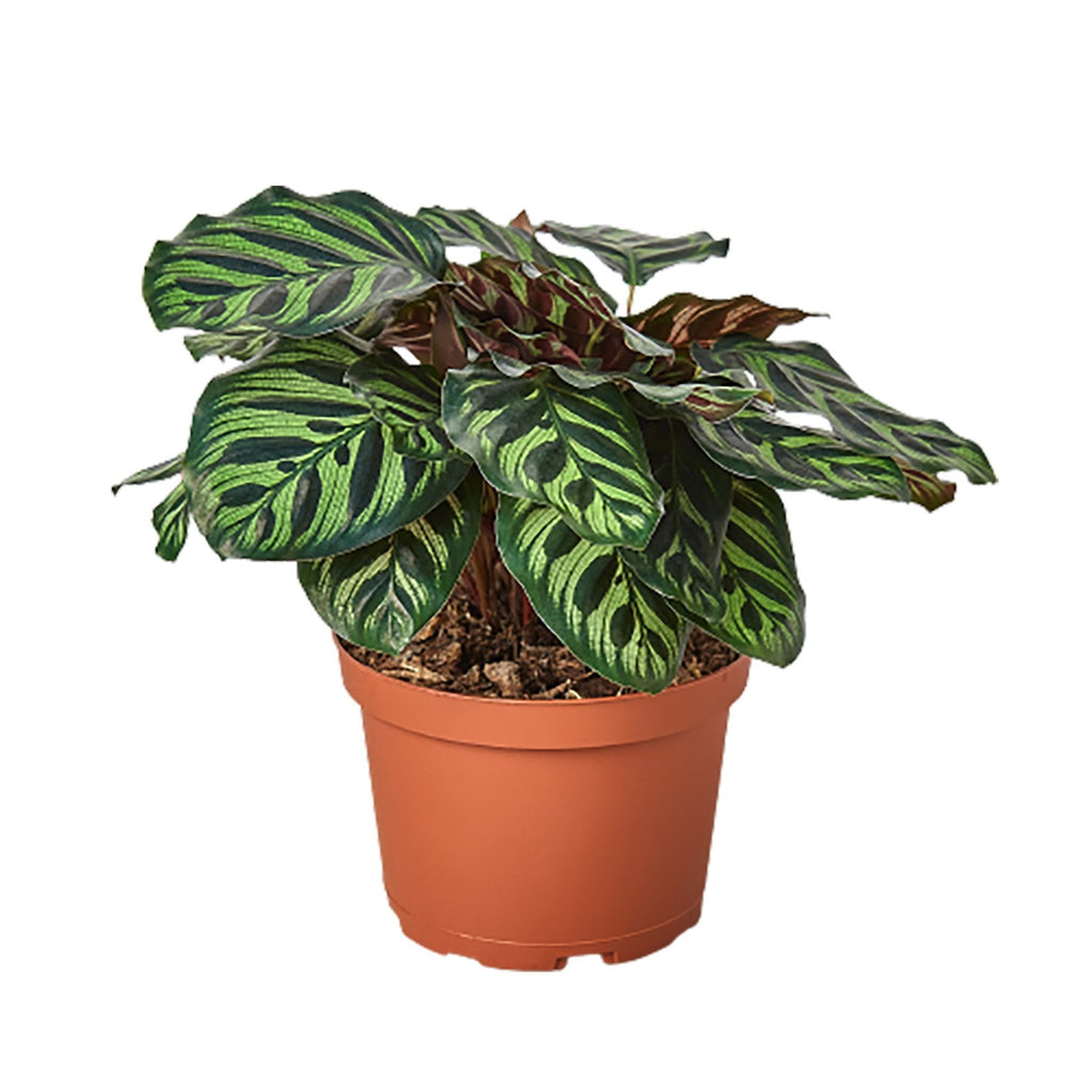 Calathea 'Makoyana' Plant
