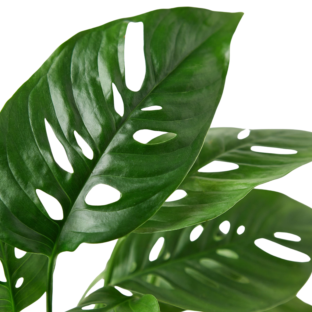 The SWISS CHEESE Monstera Adansonii Easy Care Potted House Plant