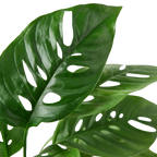 The SWISS CHEESE Monstera Adansonii Easy Care Potted House Plant