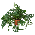 The SWISS CHEESE Monstera Adansonii Easy Care Potted House Plant