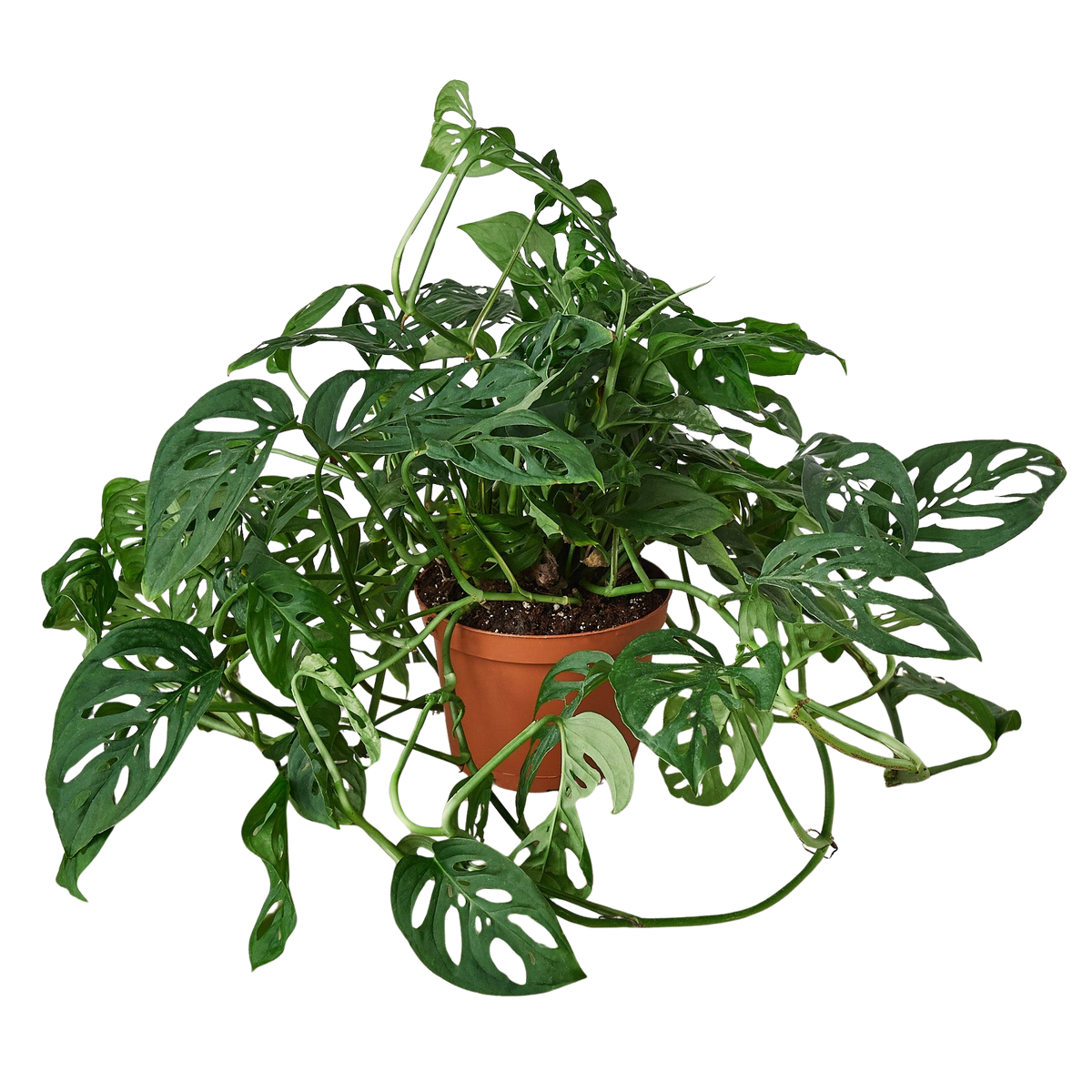 The SWISS CHEESE Monstera Adansonii Easy Care Potted House Plant