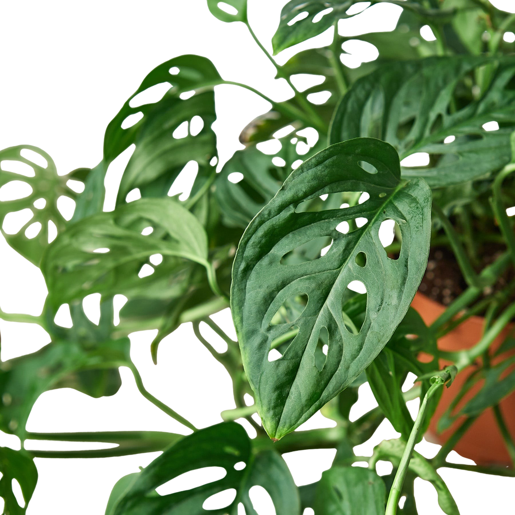 The SWISS CHEESE Monstera Adansonii Easy Care Potted House Plant