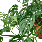 The SWISS CHEESE Monstera Adansonii Easy Care Potted House Plant