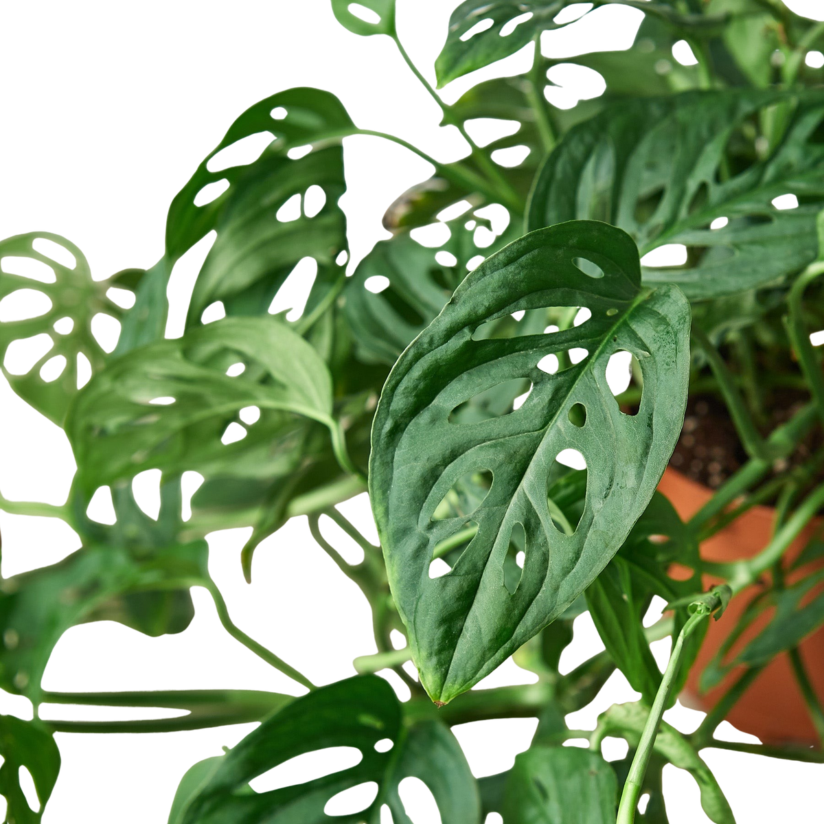 The SWISS CHEESE Monstera Adansonii Easy Care Potted House Plant