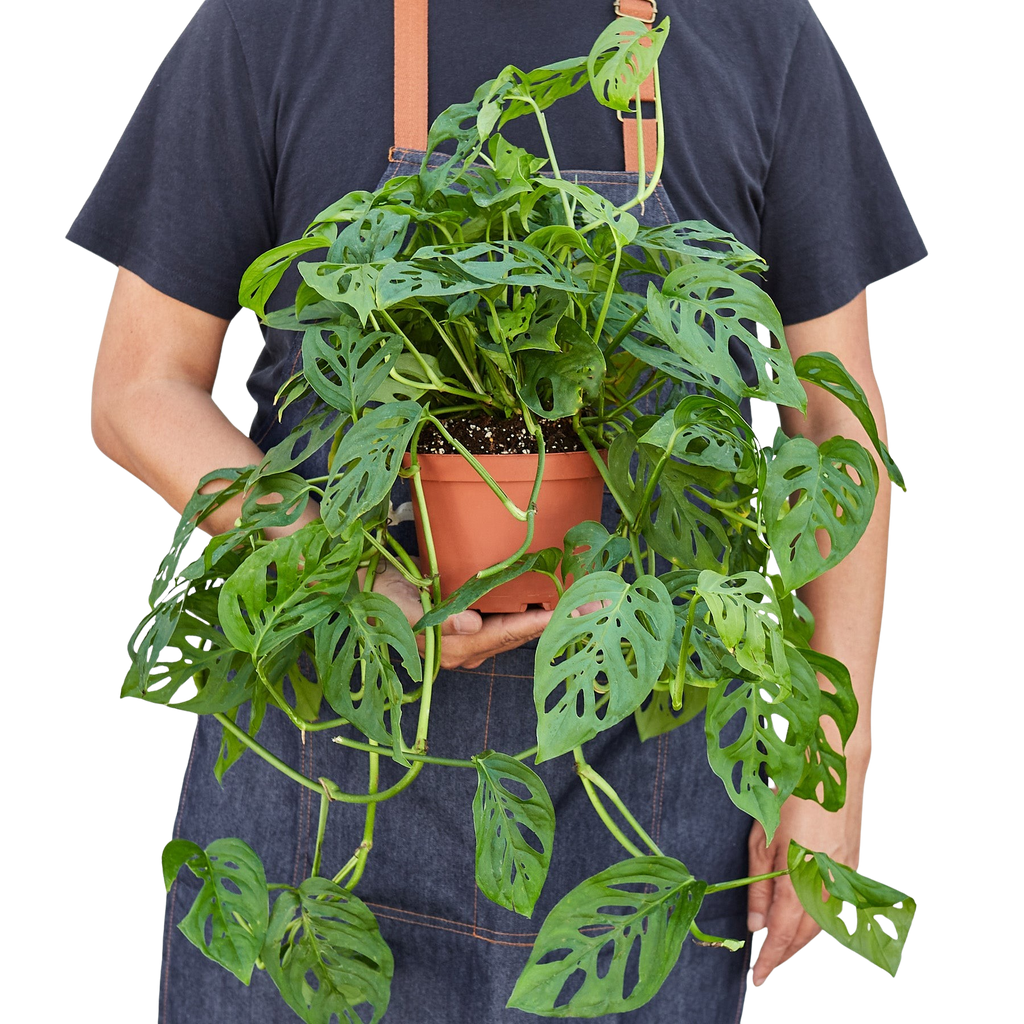 The SWISS CHEESE Monstera Adansonii Easy Care Potted House Plant