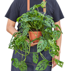 The SWISS CHEESE Monstera Adansonii Easy Care Potted House Plant