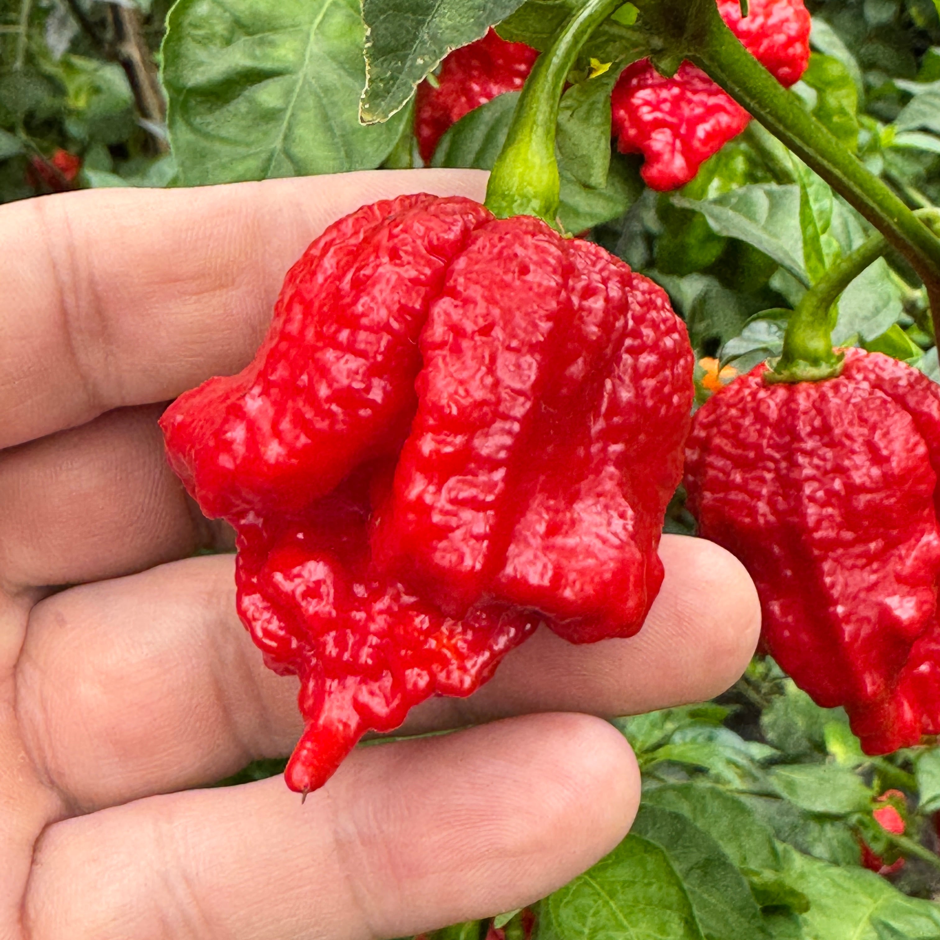 Primo Lucifer XL - Seeds