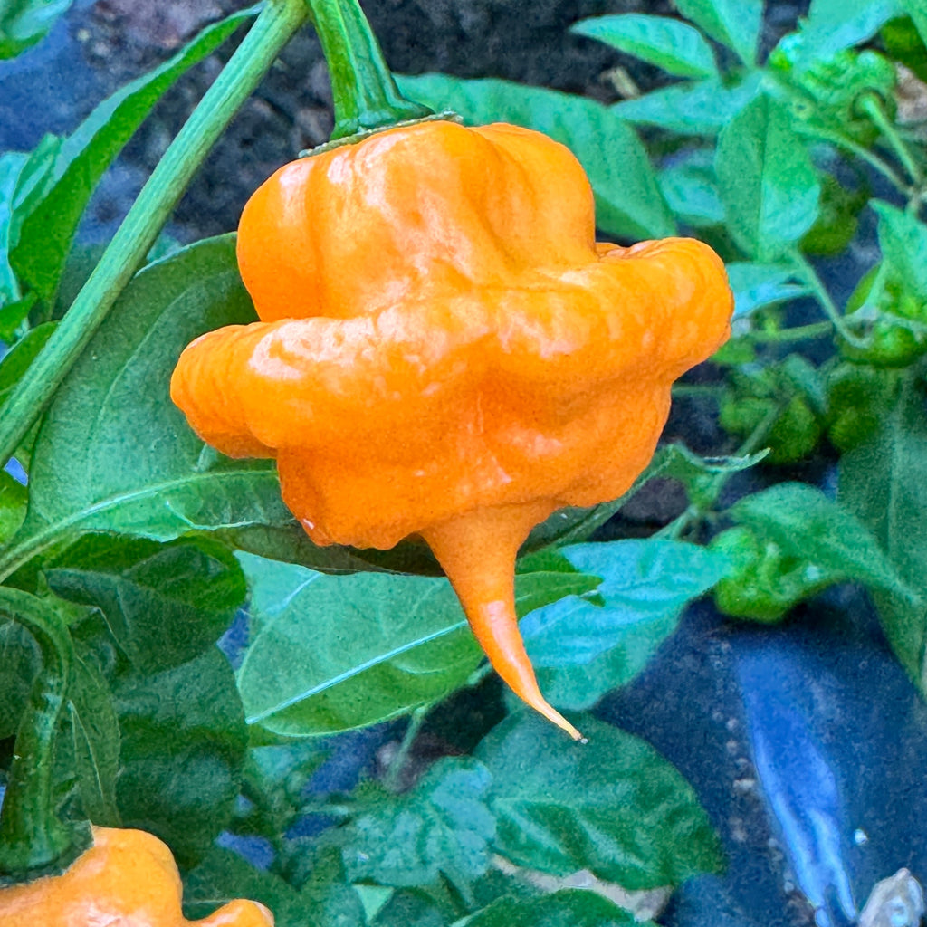Peach Starrkist Artisanal Hot Pepper Seeds