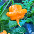 Peach Starrkist Artisanal Hot Pepper Seeds