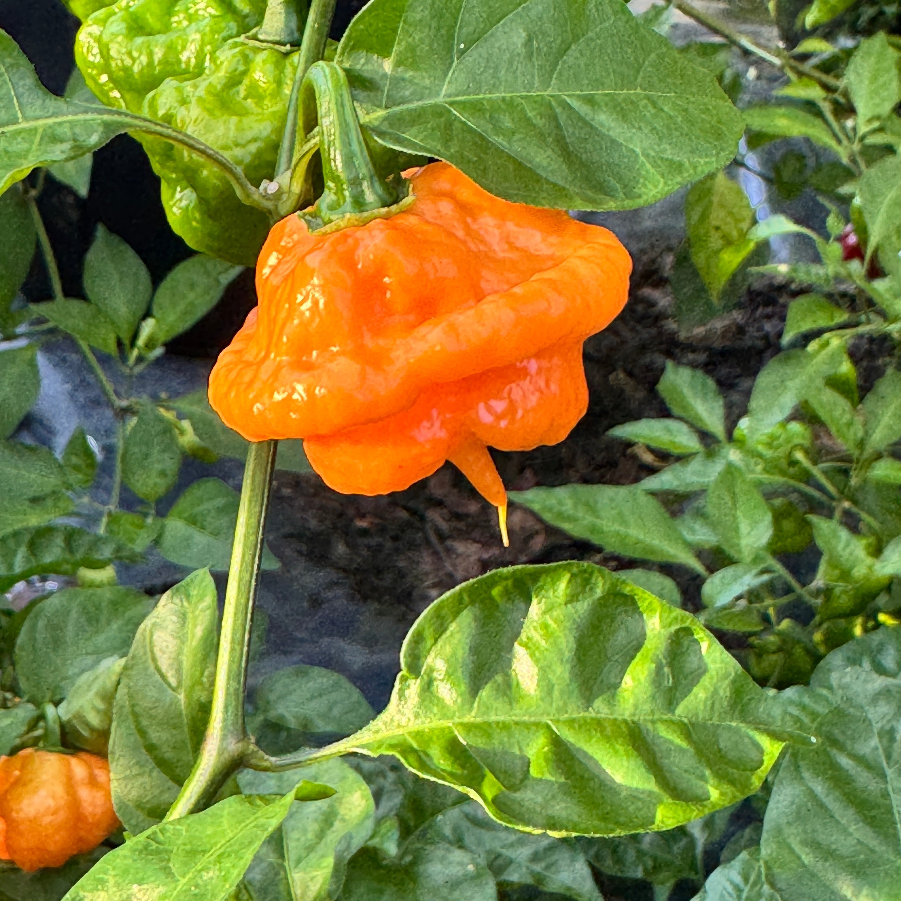 Peach Starrkist Artisanal Hot Pepper Seeds