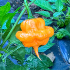Peach Starrkist Artisanal Hot Pepper Seeds