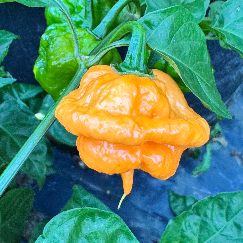 Peach Starrkist Artisanal Hot Pepper Seeds