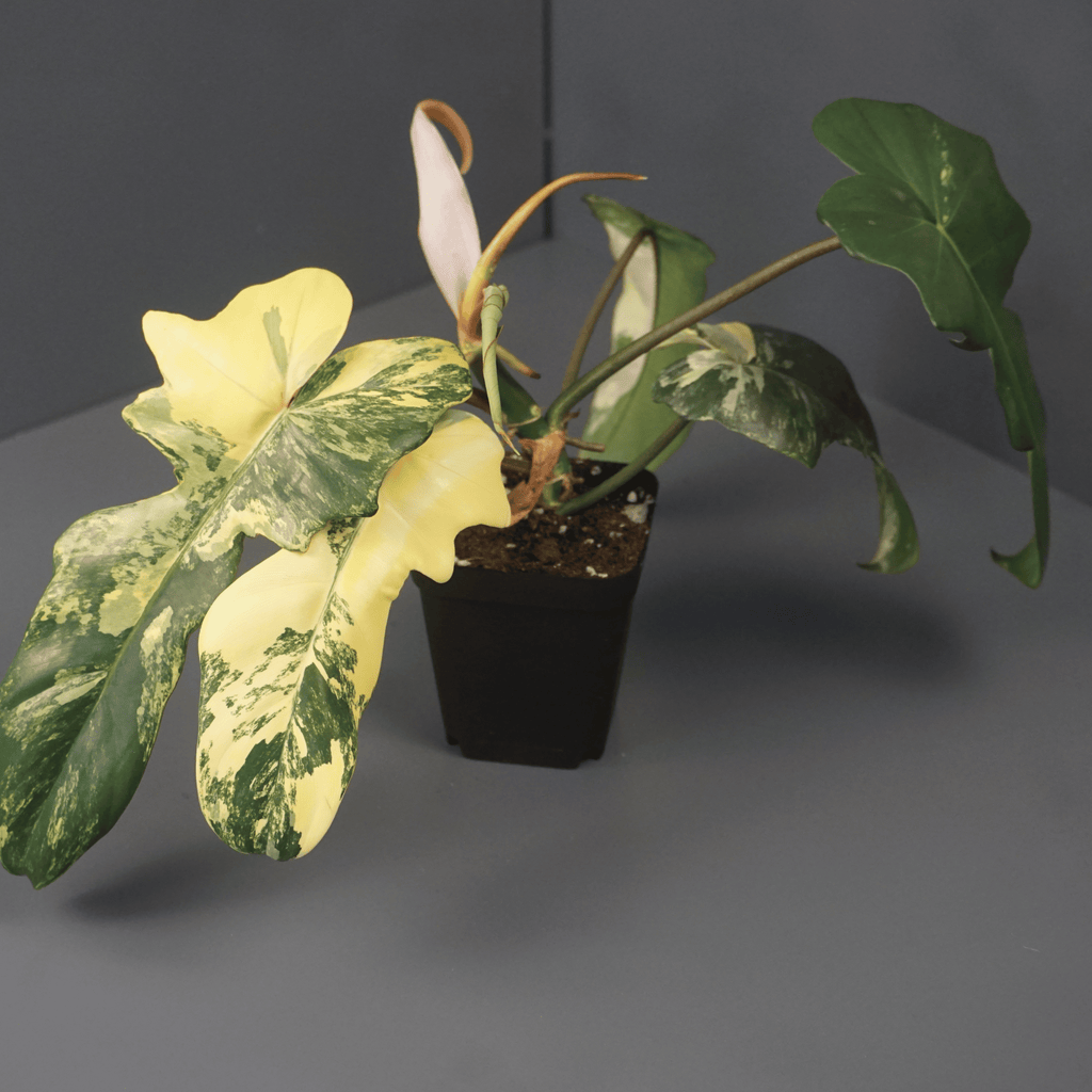 Philodendron Florida Beauty x Mayoi