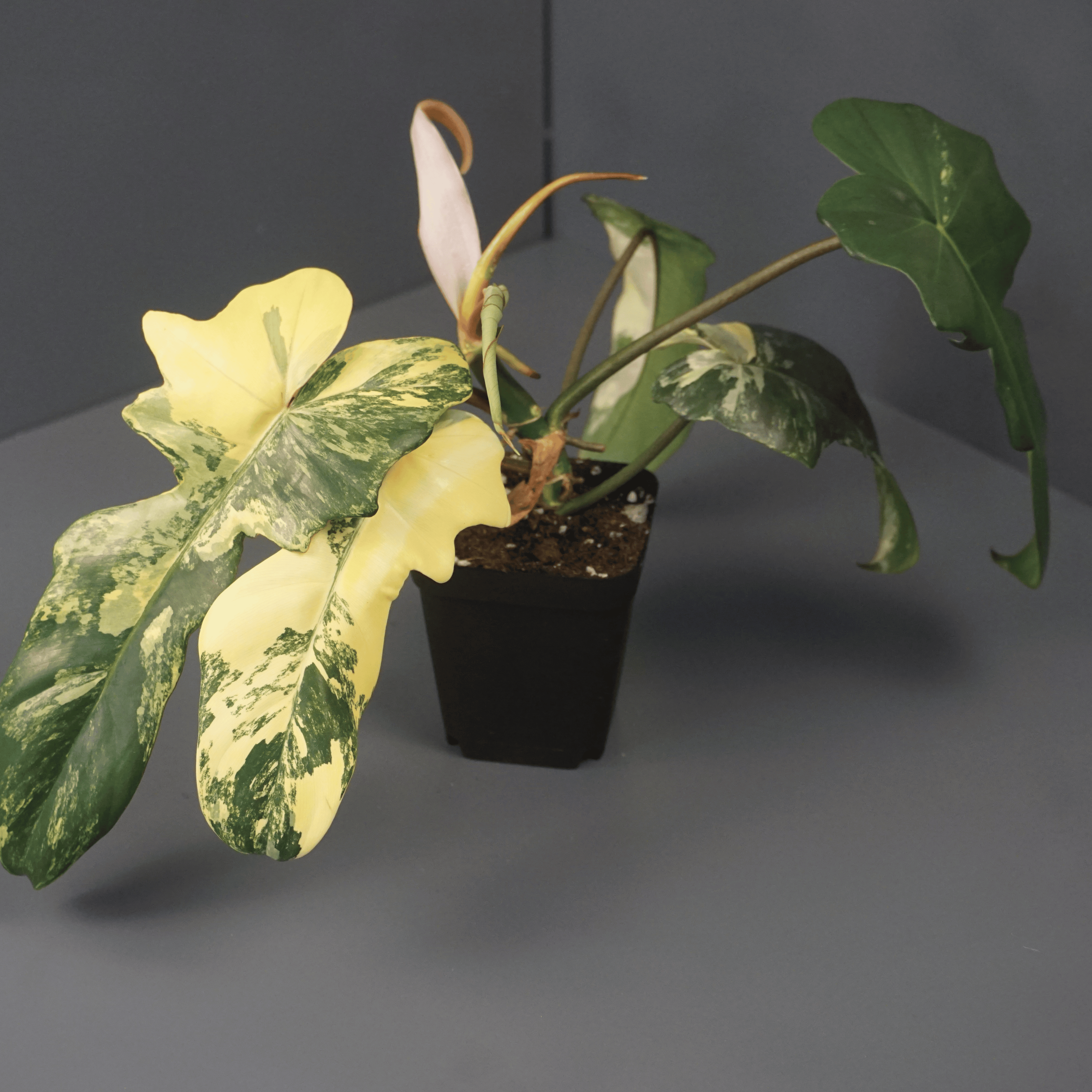 Philodendron Florida Beauty x Mayoi