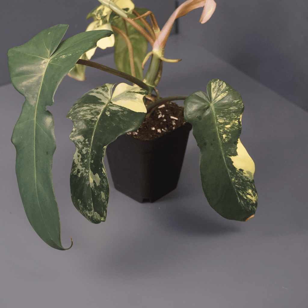 Philodendron Florida Beauty x Mayoi