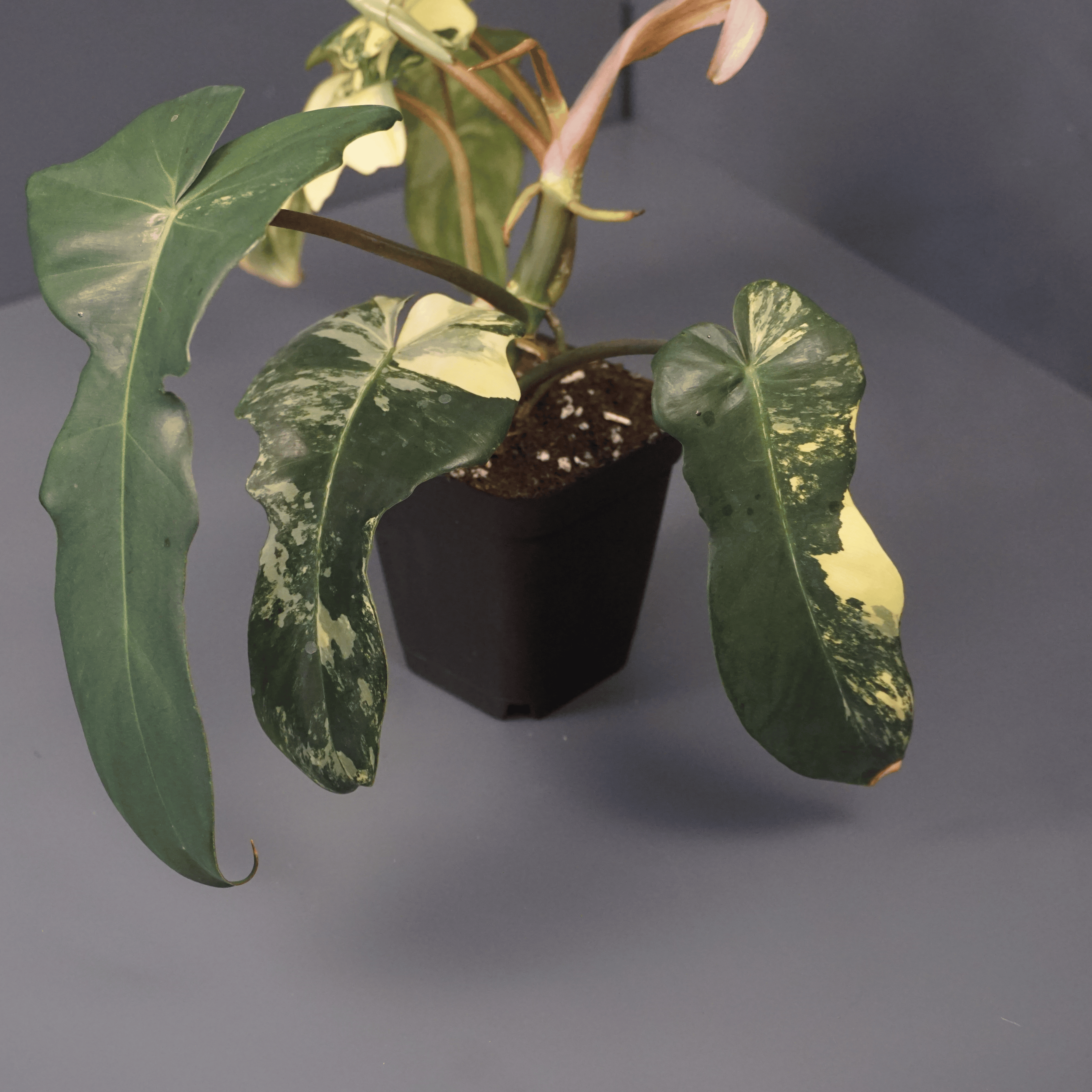 Philodendron Florida Beauty x Mayoi