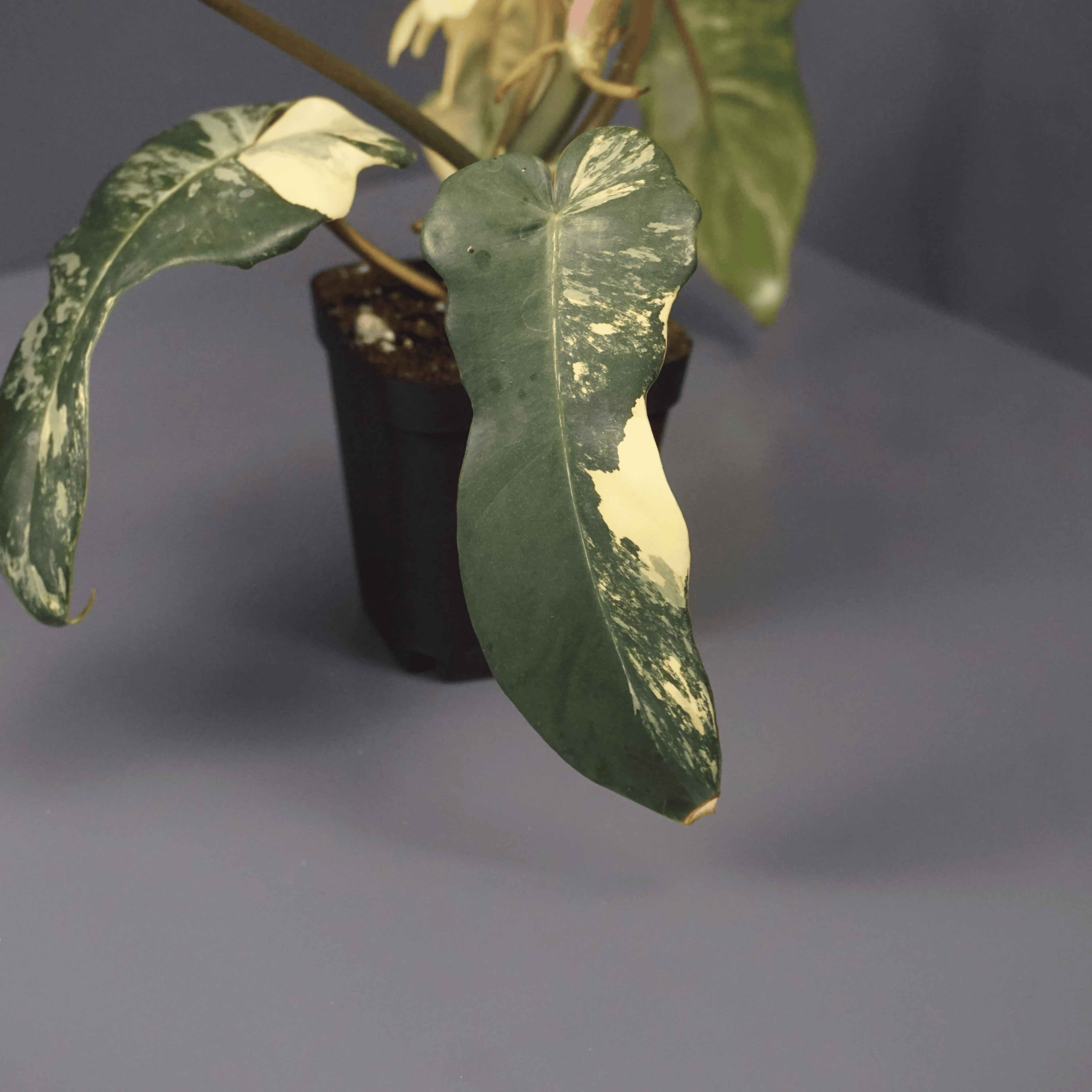 Philodendron Florida Beauty x Mayoi
