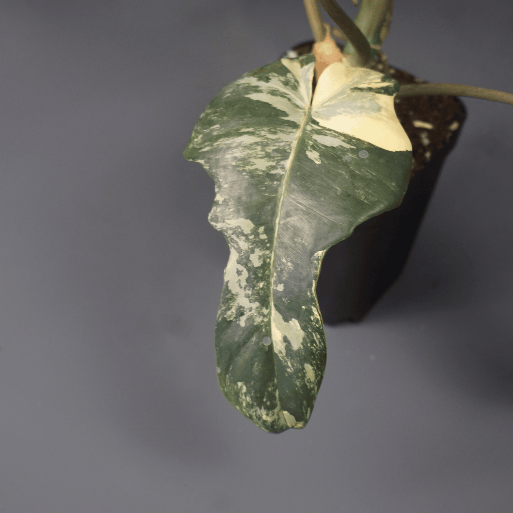Philodendron Florida Beauty x Mayoi