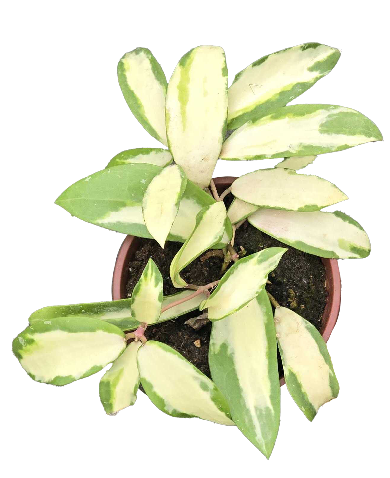 Hoya Acuta 4 inch Grower Pot