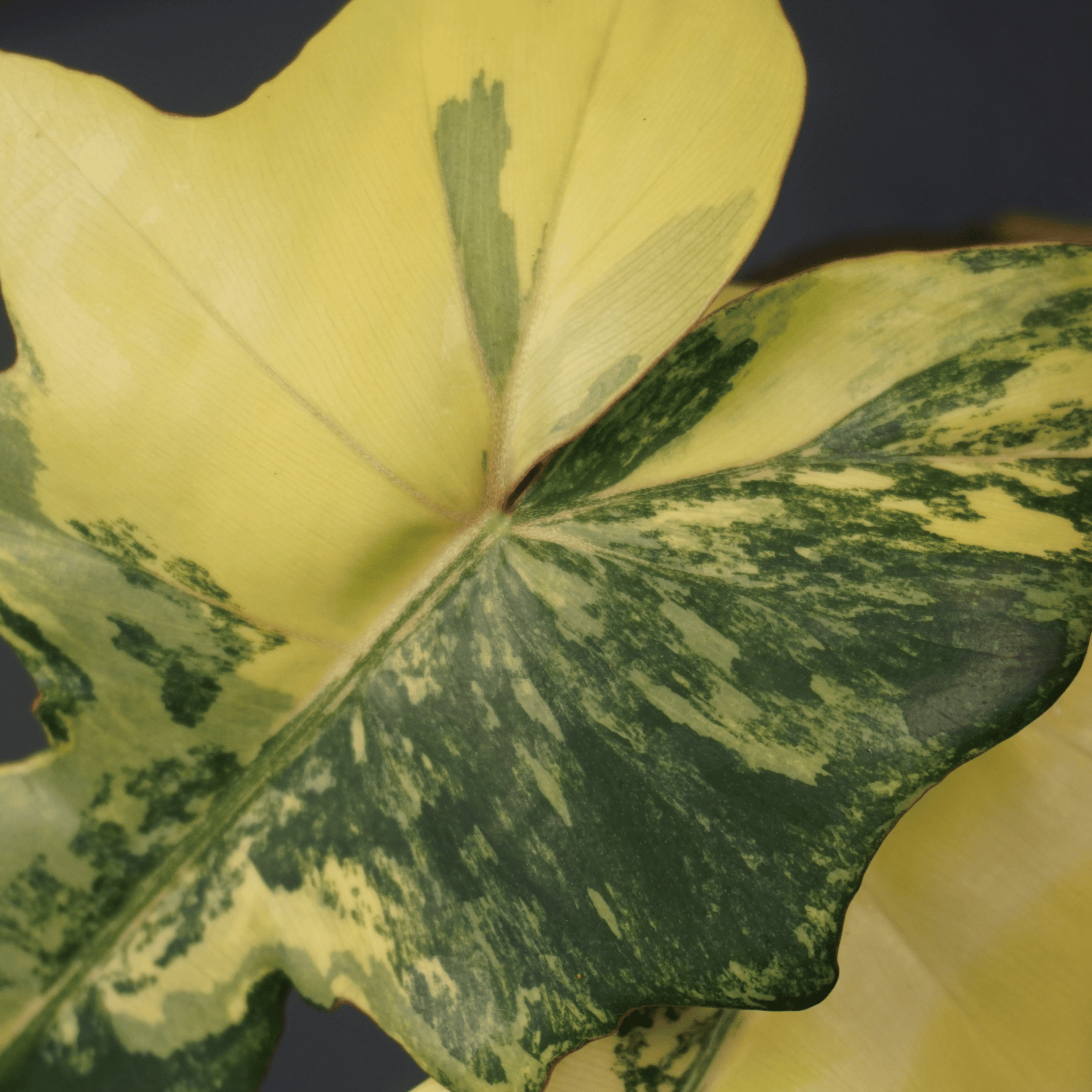 Philodendron Florida Beauty x Mayoi