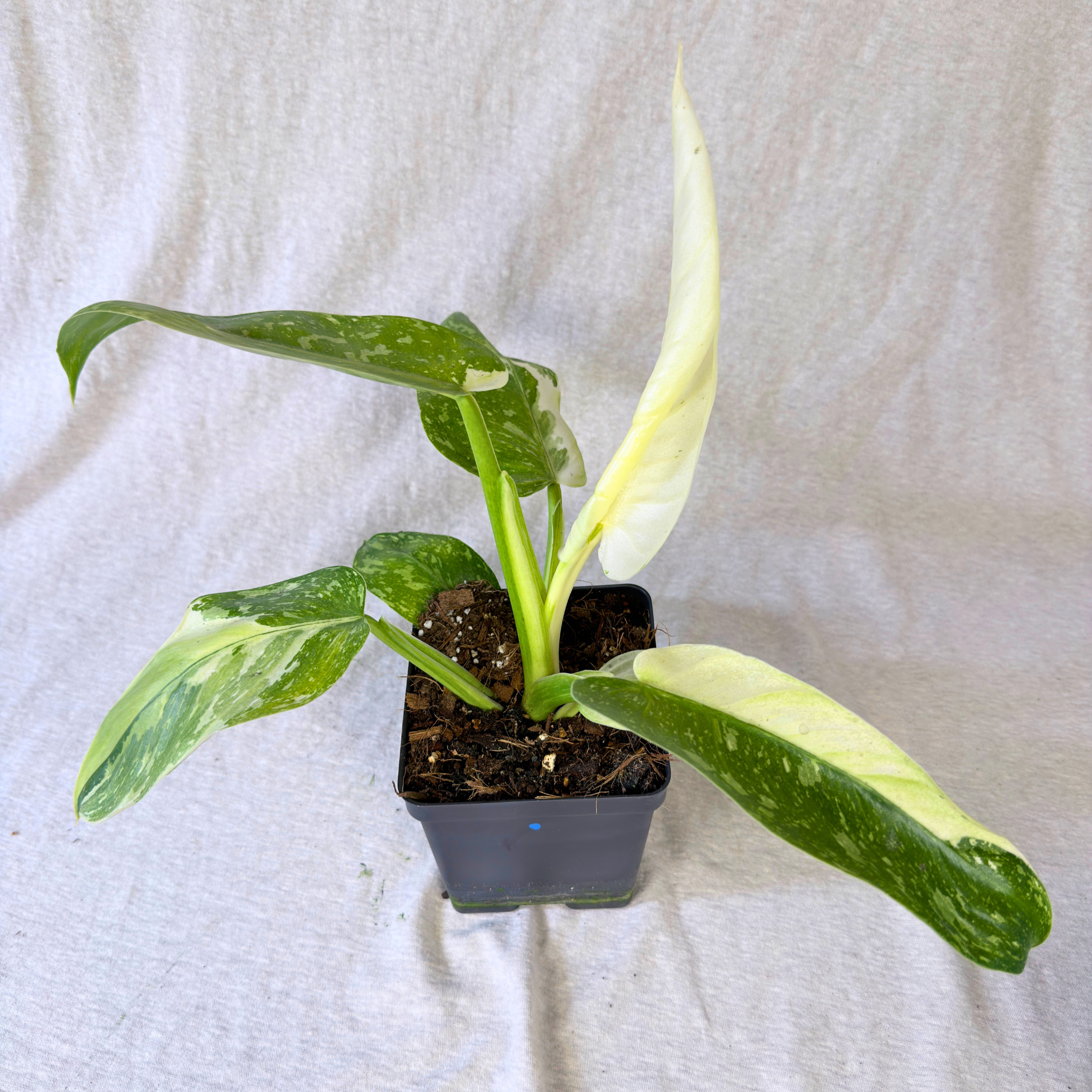 Philodendron Jose Buono