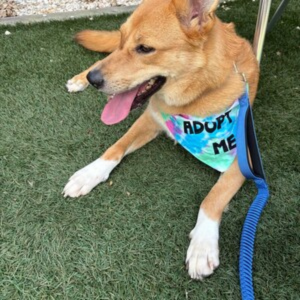 Adopt Me Tie Dye Dog Bandana