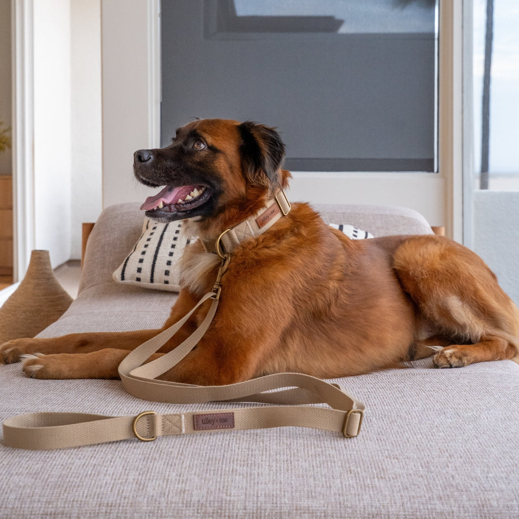 Hemp Cotton Dog Collar - Durable, Sustainable, Adjustable, Lightweight & Soft