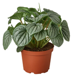 The Peperomia FROST Easy Care Pet-Friendly Potted House Plant