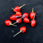 Girlyanda Hot Pepper Seeds