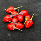 Girlyanda Hot Pepper Seeds