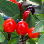 Girlyanda Hot Pepper Seeds