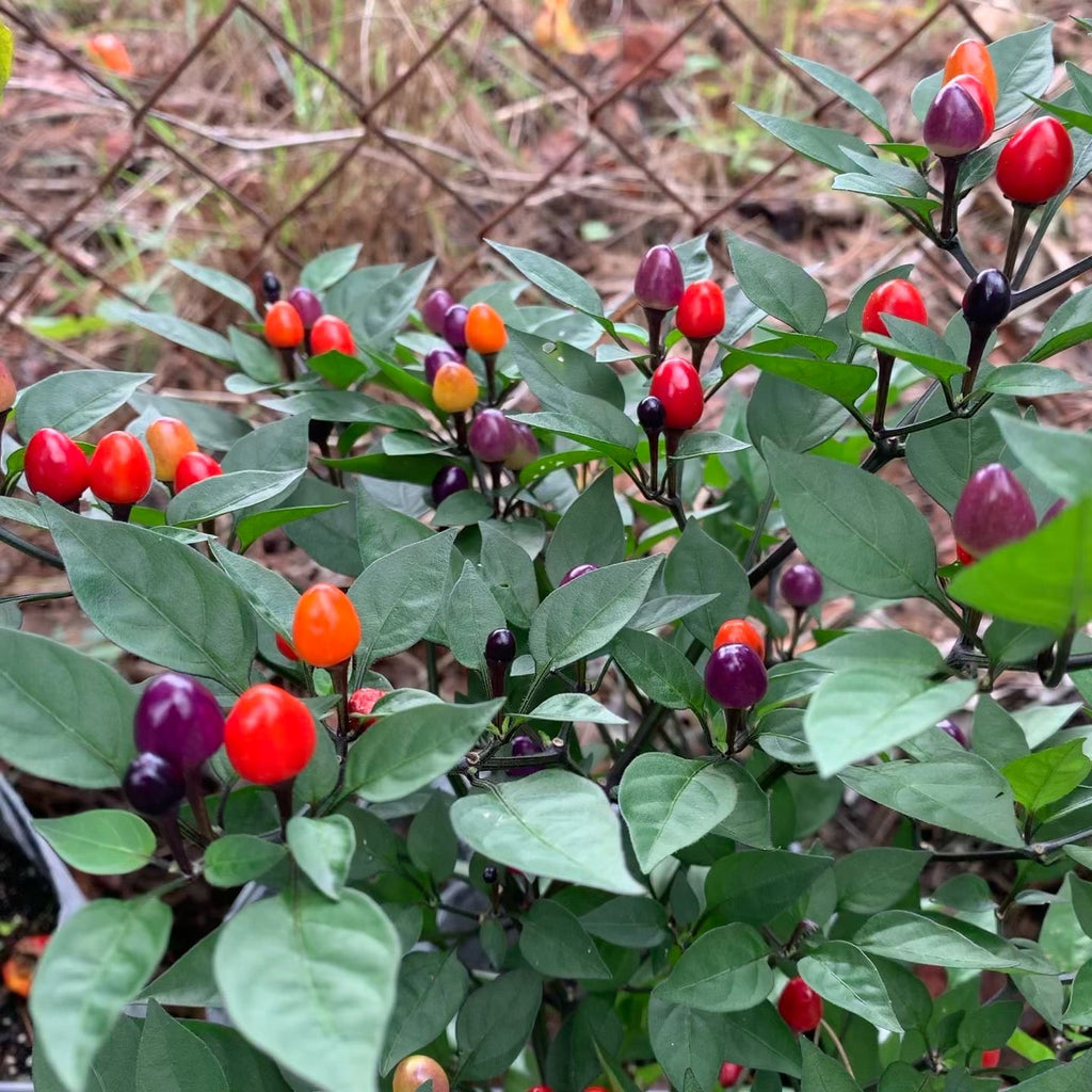 Girlyanda Hot Pepper Seeds