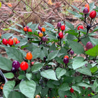 Girlyanda Hot Pepper Seeds